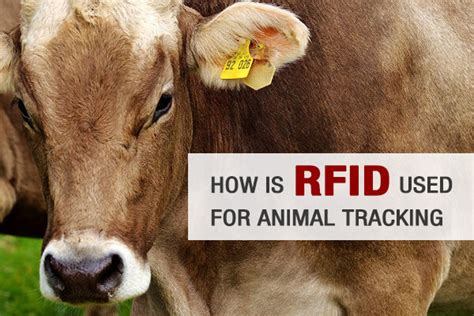 can rfid track animals|how do rfid track animals.